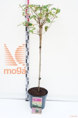 http://twentheplant.nl/tsd/73315_HYPLIMEL_S060P23_1.jpg