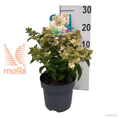http://twentheplant.nl/tsd/57393_HYPPETIT_8p19025030_2.jpg