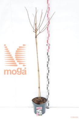 http://twentheplant.nl/tsd/73315_HYPSFRAI_S090P26_1.jpg