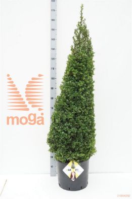 http://twentheplant.nl/tsd/91225_ILCDGREE_VP110120C20_1.jpg