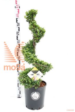 http://twentheplant.nl/tsd/91225_ILCDGREE_VSP90C12_1.jpg
