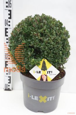 http://twentheplant.nl/tsd/91225_ILCDGREE_VBL30P26_1.jpg