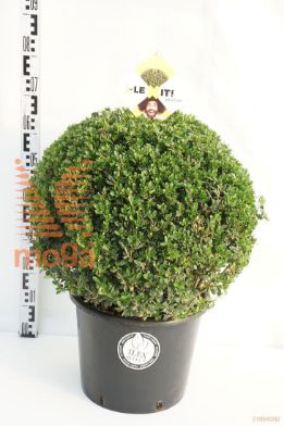 http://twentheplant.nl/tsd/91225_ILCDGREE_VBL50C25_1.jpg