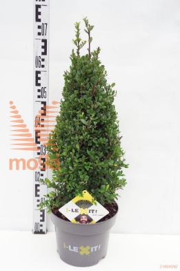 http://twentheplant.nl/tsd/91225_ILCDGREE_VP4050P23_1.jpg