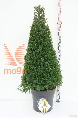 http://twentheplant.nl/tsd/91225_ILCDGREE_VP90100C17_1.jpg