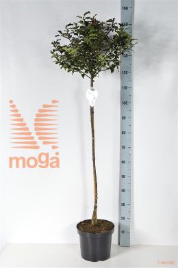 http://twentheplant.nl/tsd/89843_ILEMBPRI_S090P26_1.jpg