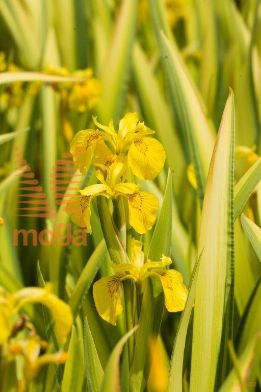 http://twentheplant.nl/tsd/78875_IRIPVARI_8P09W_2.jpg