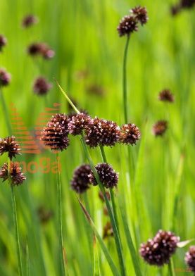 http://twentheplant.nl/tsd/78875_JUENSIFO_8PVIJVERMAN_2.jpg