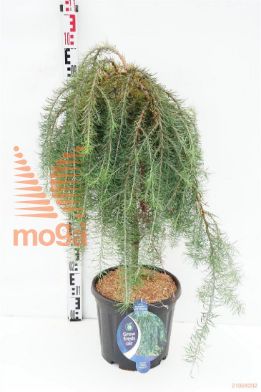 http://twentheplant.nl/tsd/54062_LAKSWEEP_S060C13_1.jpg