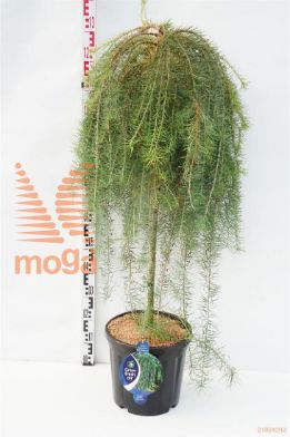 http://twentheplant.nl/tsd/54062_LAKSWEEP_s090c18_1.jpg