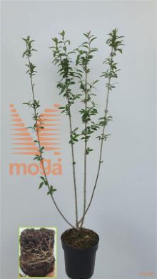 http://twentheplant.nl/tsd/54451_LIVATROV_8P18080100_1.jpg