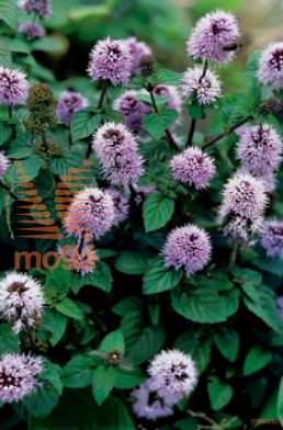 http://twentheplant.nl/tsd/78875_MEAQUATI_8PVIJVERMAN_2.jpg