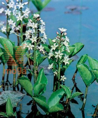 http://twentheplant.nl/tsd/78875_METRIFOL_8P09W_2.jpg