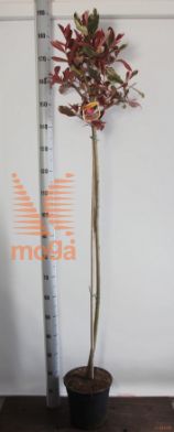 http://twentheplant.nl/tsd/59387_PHFPMARB_S120P26_2.jpg