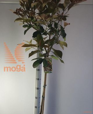 http://twentheplant.nl/tsd/59387_PHFRROBI_S120P26_2.jpg
