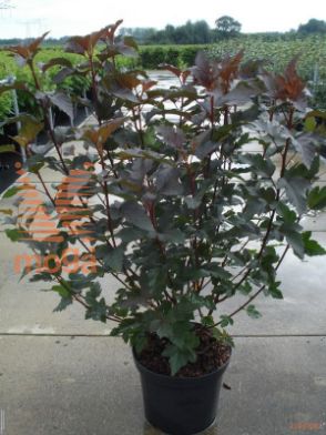 http://twentheplant.nl/tsd/81210_PHODIABO_9C12080100_1.jpg