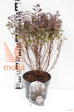 http://twentheplant.nl/tsd/80612_PHOLJOKE_8P19030040_1.jpg