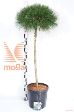 http://twentheplant.nl/tsd/54062_PINPBREG_S080C18_1.jpg