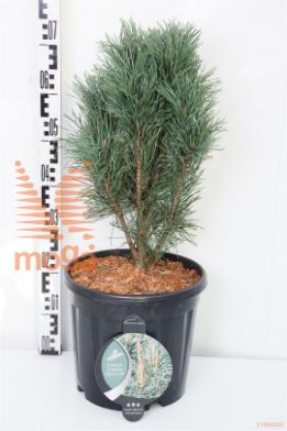 http://twentheplant.nl/tsd/54062_PINSFAST_9C13050060_1.jpg