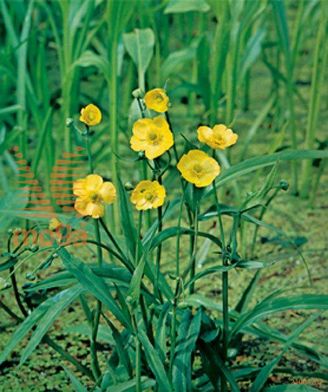 http://twentheplant.nl/tsd/78875_RALINGUA_8PVIJVERMAN_2.jpg