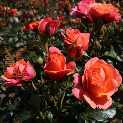 http://twentheplant.nl/tsd/74813_ROSCLROS_8p23_1.jpg