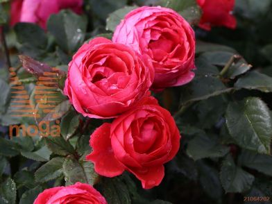 http://twentheplant.nl/tsd/74813_ROGMJOSE_8P23_1.jpg