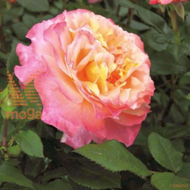 http://twentheplant.nl/tsd/74813_ROALUISE_8P23_1.jpg