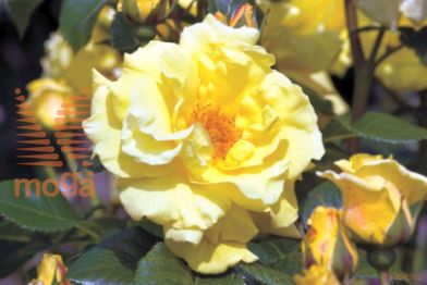 http://twentheplant.nl/tsd/74813_ROLLUCIA_8P23_1.jpg