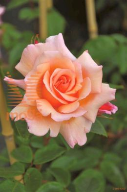 http://twentheplant.nl/tsd/74813_ROCOMPAS_8P23_1.jpg