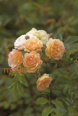 http://twentheplant.nl/tsd/74813_ROGFELIG_8P26_1.jpg