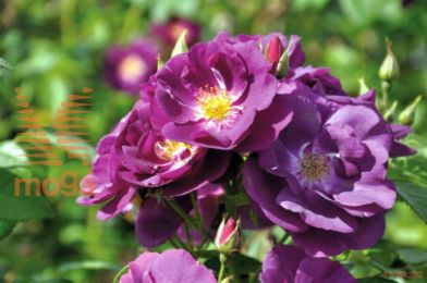 http://twentheplant.nl/tsd/74813_RORBLUE_8P23_1.jpg