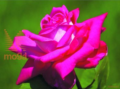 http://twentheplant.nl/tsd/74813_ROACAPEL_8P23030050P_1.jpg