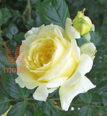 http://twentheplant.nl/tsd/74813_ROELFE_8P19_1.jpg