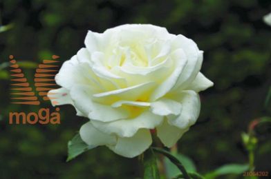 http://twentheplant.nl/tsd/74813_ROANNAPU_S090P26_1.jpg