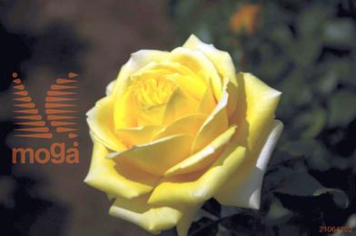 http://twentheplant.nl/tsd/74813_RODFOREV_8P23030050P_1.jpg