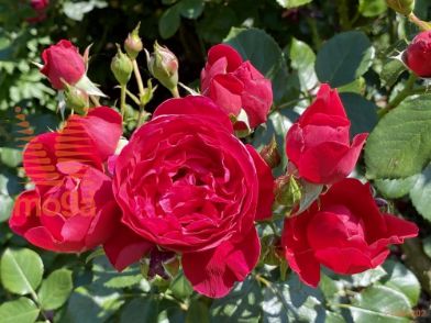 http://twentheplant.nl/tsd/74813_ROSAFLOR_8P23_1.jpg