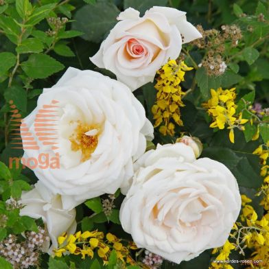 http://twentheplant.nl/tsd/74813_ROGEZRAN_8P23_1.jpg