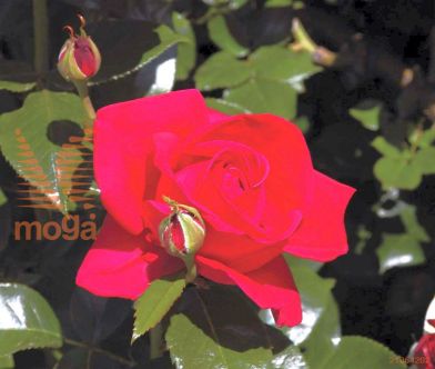 http://twentheplant.nl/tsd/74813_RORFLAME_8P23_1.jpg