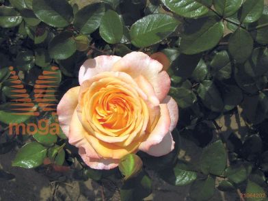 http://twentheplant.nl/tsd/74813_ROSSMEMO_8P23030050P_1.jpg