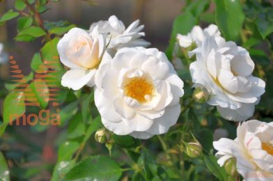 http://twentheplant.nl/tsd/74813_ROSIRIUS_8P23_1.jpg