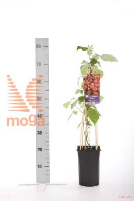 http://twentheplant.nl/tsd/90550_RUPHOENI_8PSP_1.jpg