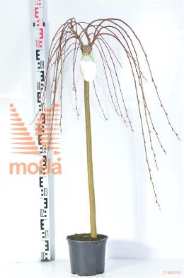 http://twentheplant.nl/tsd/59387_SACKILMA_S080P19_2.jpg