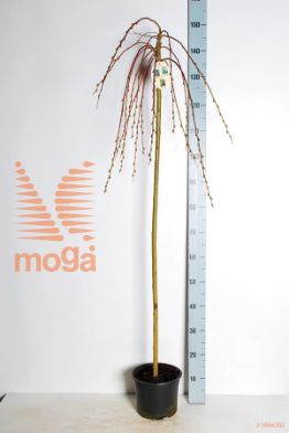http://twentheplant.nl/tsd/59387_SACKILMA_S120P21_2.jpg