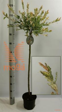 http://twentheplant.nl/tsd/59387_SAIHNISH_S080P19_1.jpg
