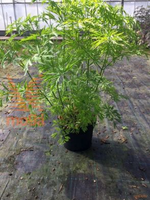 http://twentheplant.nl/tsd/54482_SANGTOWE_9C10060080_1.jpg