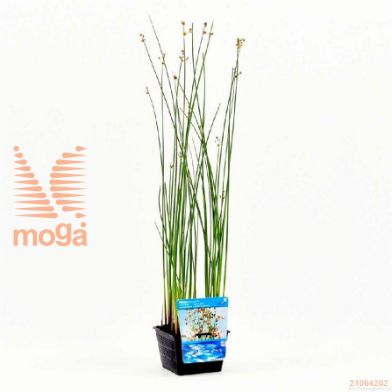 http://twentheplant.nl/tsd/78875_SCLACUST_8PVIJVERMAN_1.jpg