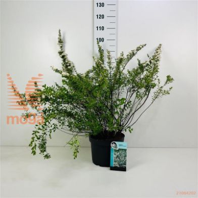 http://twentheplant.nl/tsd/61862_SPNSNOWM_9C10040050_1.jpg