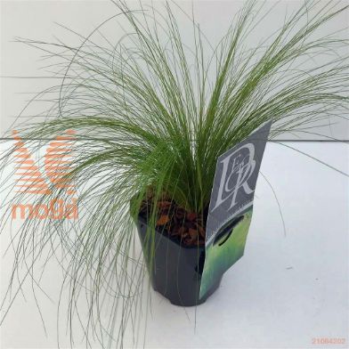 http://twentheplant.nl/tsd/57396_STTPTAIL_8P13_1.jpg