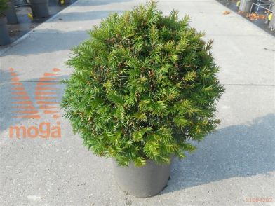 http://twentheplant.nl/tsd/81210_TABACCAT_vbl40c12_2.jpg