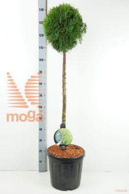 http://twentheplant.nl/tsd/54062_THOSMARA_S090C18_1.jpg